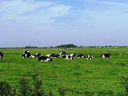 Weite Wiesen mit Kühen in Ostfriesland
