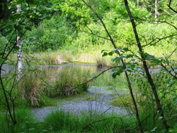 Natur Ostfriesland Wanderweg