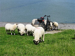 Schafe bei Ostbense