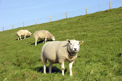 Schafe am Deich an der Nordsee