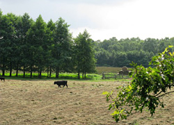 Ochsenweide im Schafhauser Wald