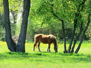 Pferde in Holtgast