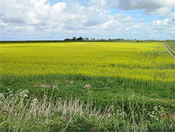 Bauernhöfe vor dem Seedeich