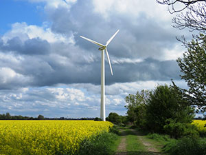 Blhende Rapsfelder Esens