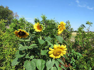 Garten bei der Sauna