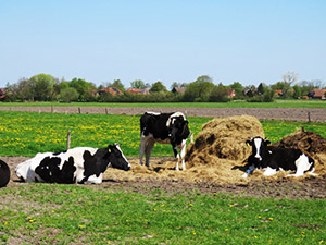 Ferienwohnung Herbsturlaub Kuhweide