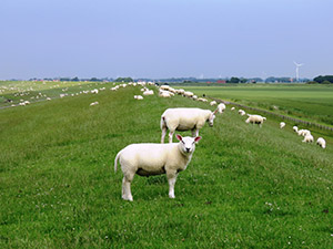 Herbsturlaub in Hilgenriedersiel