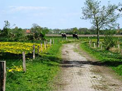 Landschaftliche Wege in Utgast in Richtung Bensersiel