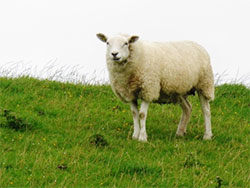 Schaf auf dem Deich bei Neuharlingersiel