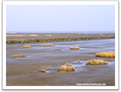 Nordstern Ostbense Gewsser