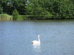 Schwan bei Ostbense