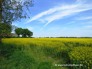 Rapsfelder in Ostfriesland