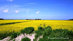 Rapsfelder in Ostfriesland