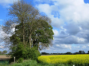 Rapshonig Ostfriesland