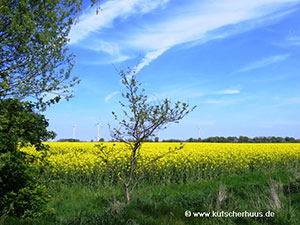 Rapslandschaft Ostfriesland