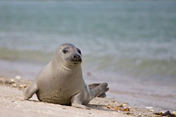 Robben im Wattenmeer