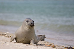 Robben im Wattenmeer