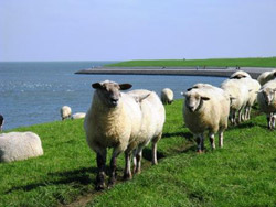 Schafe Ostbense Deich