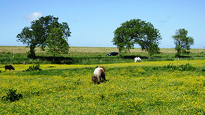 Urlaubslandschaft Nordsee