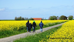 Wandern Rapsfelder