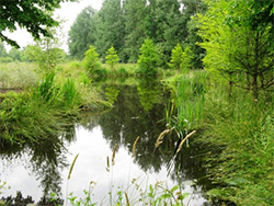 Naturlandschaft in Wiesmoor